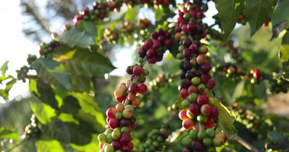 咖啡树枝上成熟的生咖啡浆果群。泰尔农场种