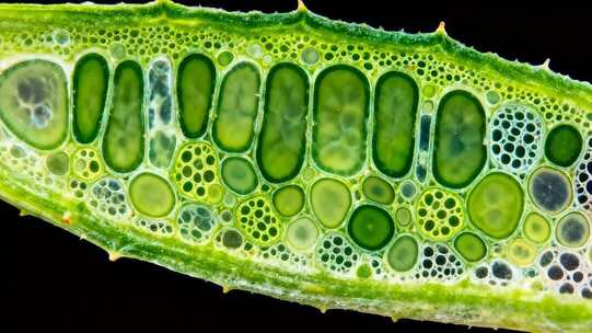 植物叶片细胞微观结构