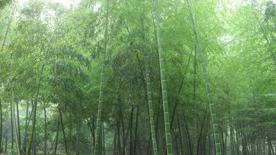 竹海竹叶沉浸式雨天滴水的竹林