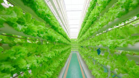 现代化的温室大棚-科技农业-蔬菜生菜种植视频素材模板下载