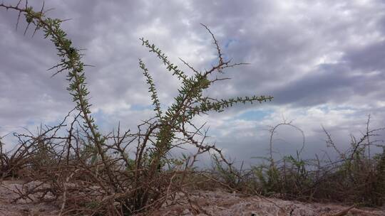 盐碱地野生黑枸杞