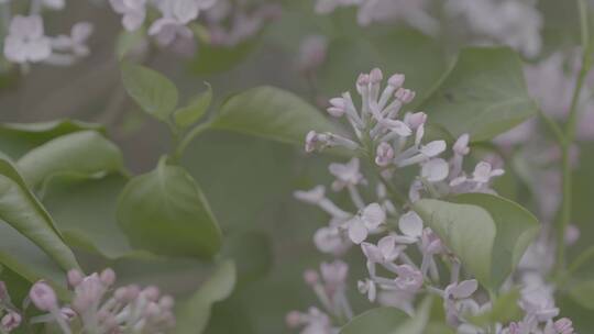 丁香花微距LOG视频素材模板下载