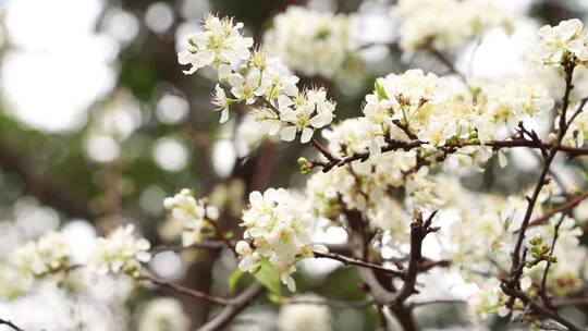 盛开的李子花