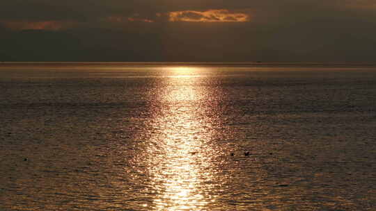 日出日落 波光粼粼湖面上的海鸥