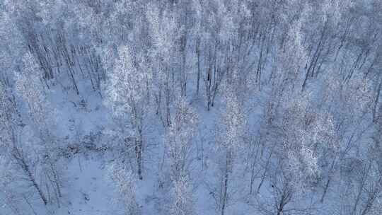 航拍雪域雪原桦林雾凇