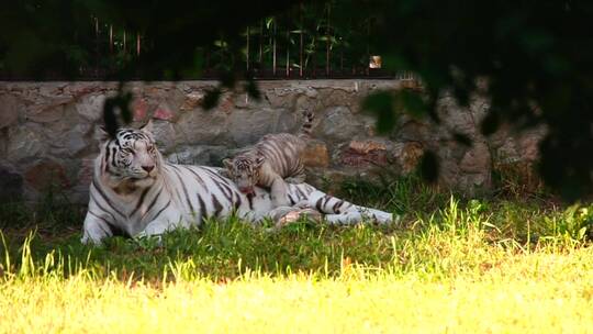 白虎和她的幼崽躺在草地上