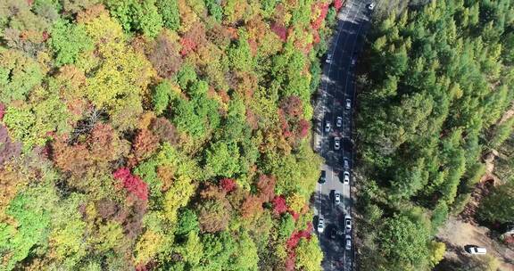 秋季山区枫红柞黄景色