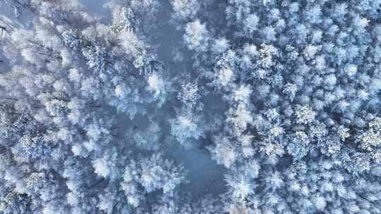 北方冬季雪景雪花飘落雾凇雪松雪林