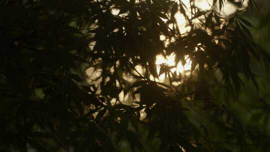 黄昏夕阳穿过枫叶光斑闪烁03