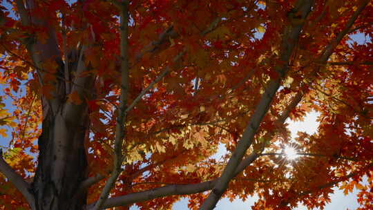 秋天公园的枫树