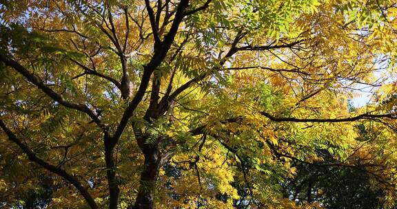 秋天的黄连木黄叶秋意浓