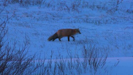 一只红狐在雪地里捕猎