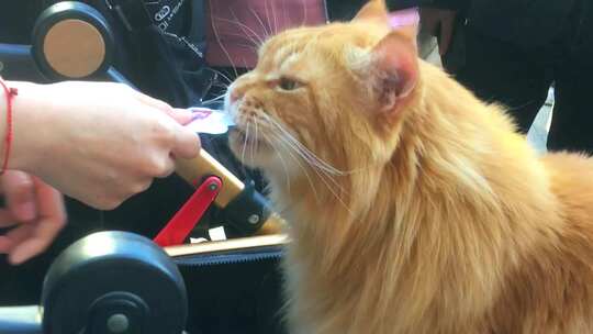 猫猫站起来祈求食物