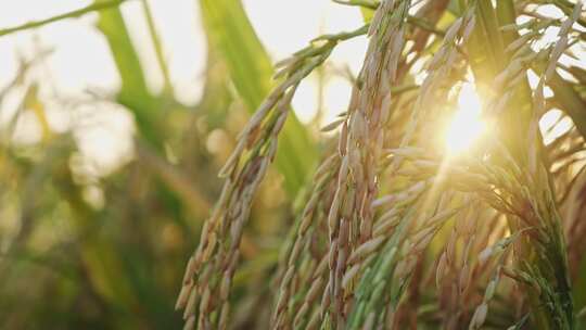 稻田稻谷稻穗水稻特写