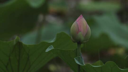 雨中荷叶与花苞特写视频25fps