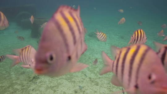 小鱼在水族馆游泳