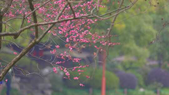 春天盛开的红梅花