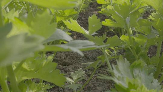 芹菜温室生长微距轨道拍摄LOG素材