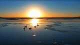 夕阳的湖面上的野生天鹅高清在线视频素材下载