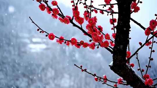 雪中绽放的红色梅花