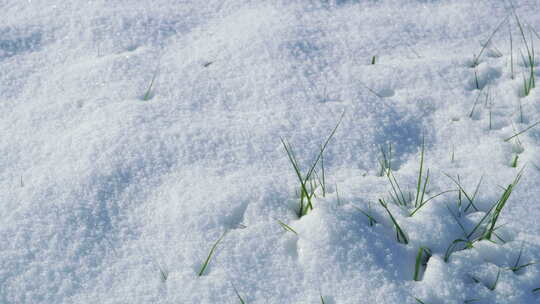 春天小草装地上结着冬雪上发芽生长