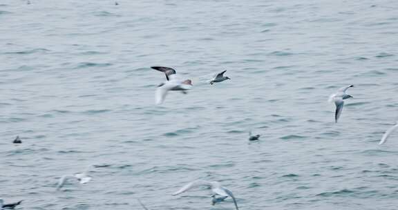 大海海面飞翔的海鸥