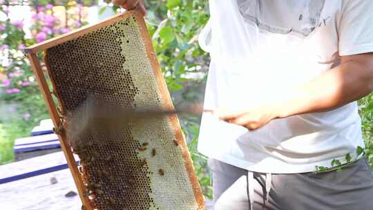 蜜蜂 养蜂人 蜂农