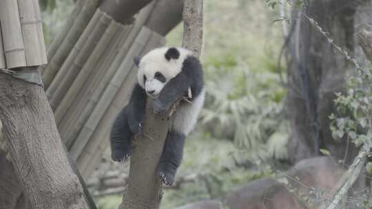 挂树上的幼年大熊猫-Slog3