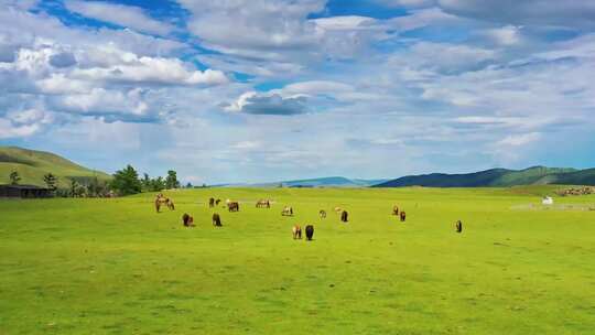 内蒙古草原风光绿色草地羊群马群