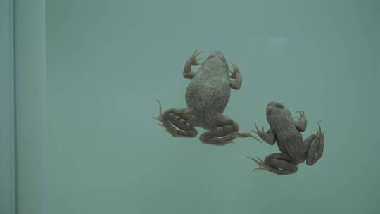俯视青蛙蛤蟆两栖动物标本模型