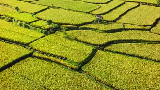 航拍整齐排列的金黄稻田