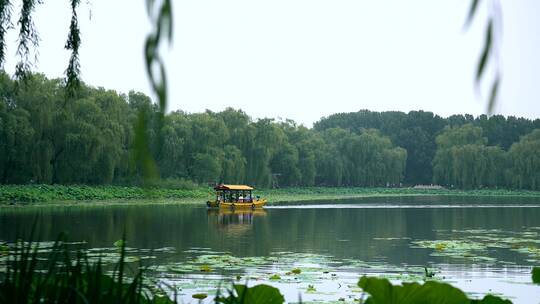 4K实拍夏季圆明园遗址公园荷塘中的游船