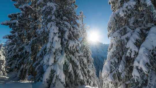 覆盖白雪的松树