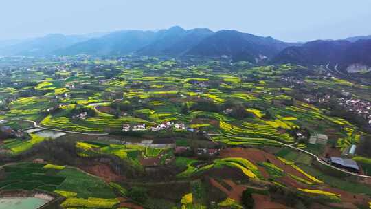 航拍美丽乡村油菜花