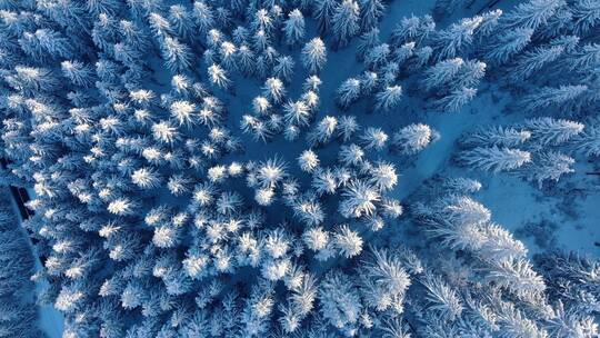 冬季积雪覆盖的针叶林和山路的俯视图
