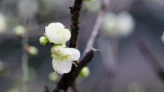 特写白梅花绽放枝头