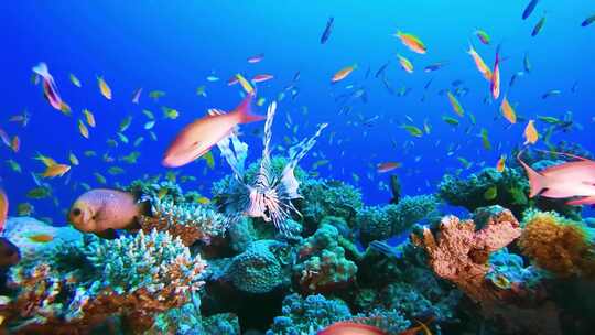 4K海底世界、鱼群、海洋世界、珊瑚视频素材模板下载