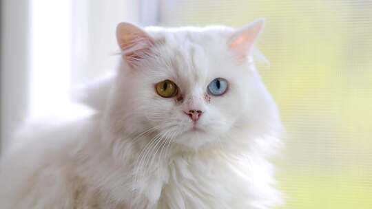 完全异色的家猫。不同颜色眼睛的白猫