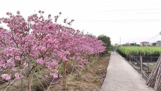 广东省广州市南沙马克村紫花风铃