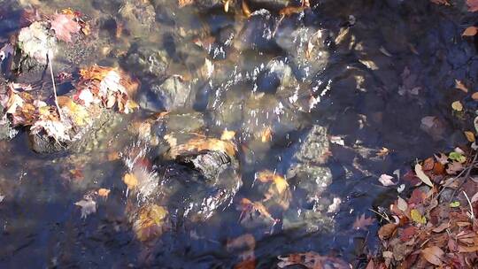 山涧小溪溪流中的落叶
