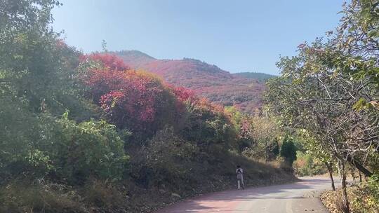 济南市历城区捎近村，秋季满山红叶