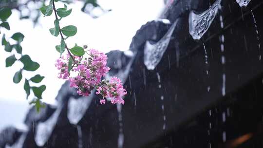 下雨天紫薇花和屋檐瓦片