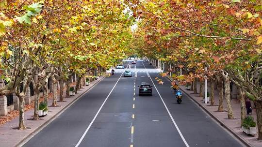 城市秋天梧桐大道   金色道路