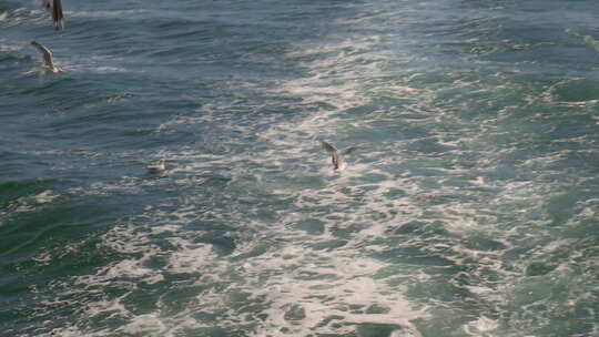 海鸥在海上飞行捕鱼