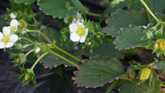 草莓园 农田 农业作物 水果 绿色植物 温室