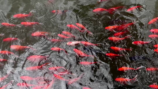 高处俯瞰水中成群的红鲤鱼