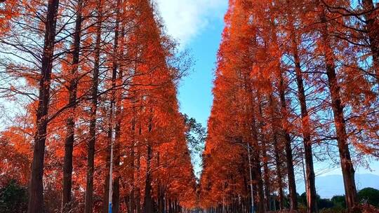 秋天的红杉树