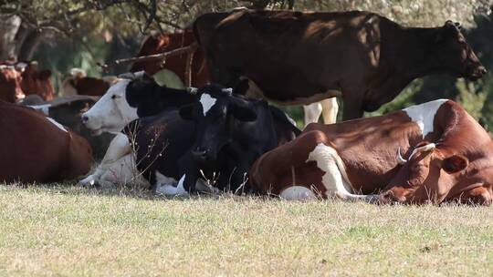 卧在草地上休息的牛群