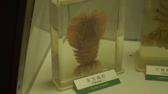 玫瑰龙虾琵琶虾海鳌虾标本