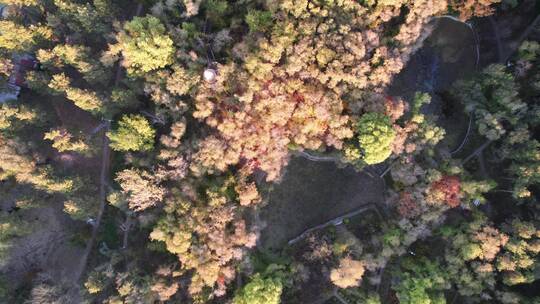 黑龙江省森林植物园秋景航拍